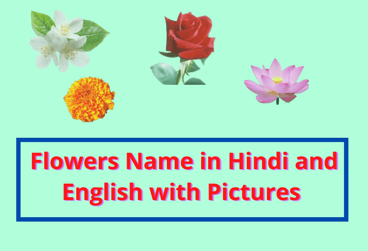Flowers Name in Hindi and English with Pictures